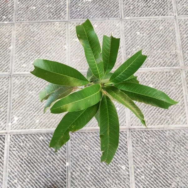 Thai Banana Mango Grafted Plant - Image 4