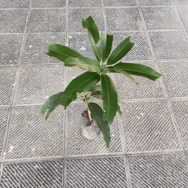 Thai Banana Mango Grafted Plant - Image 5