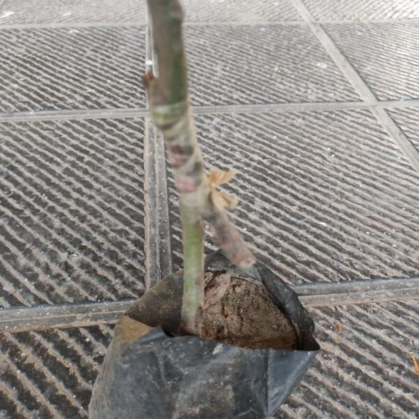 Thai Banana Mango Grafted Plant - Image 6