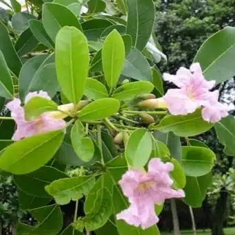 Tabebuia Pallida (Cuban Pink Trumpet Tree, Whitewood, White Cedar, Pale Tecoma) - Image 6