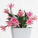 Rhipsalidopsis gaertneri (Easter Cactus) Baby Pink