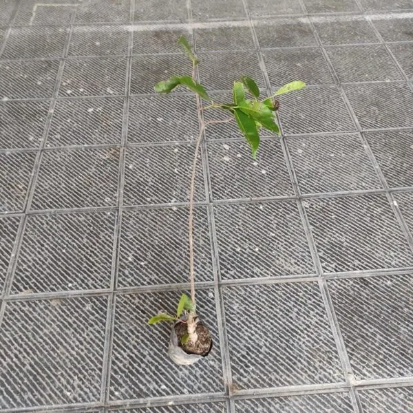 Black Jamun (Syzygium cumini) Grafted Plant - Image 3