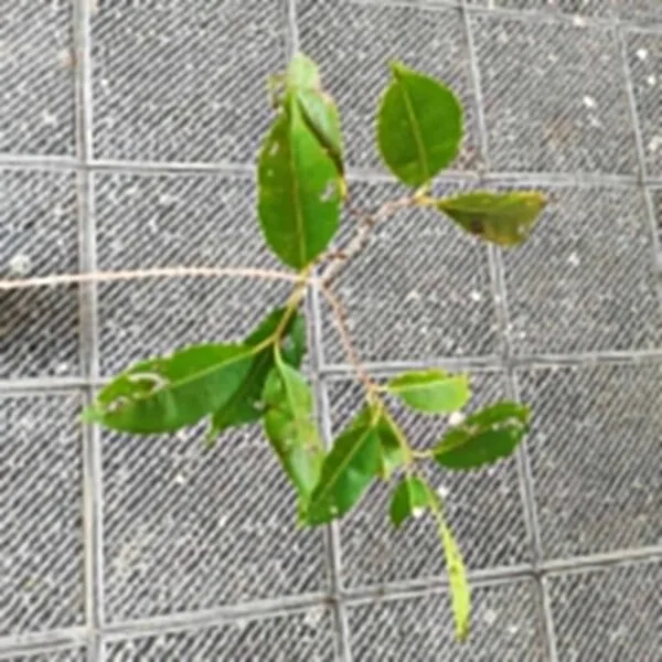 Black Jamun (Syzygium cumini) Grafted Plant - Image 4