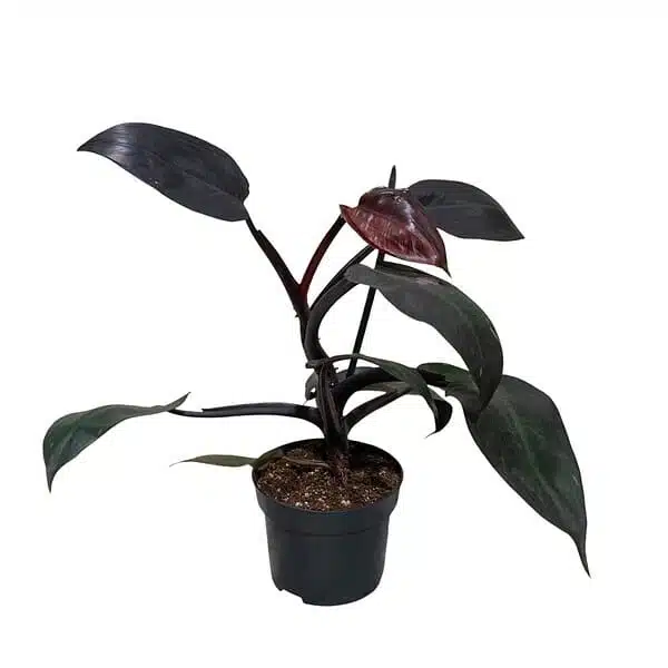 Philodendron Black Princes - Image 8