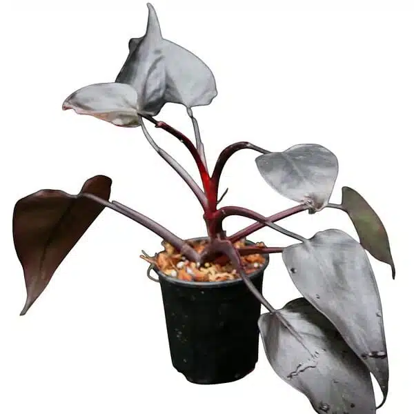 Philodendron Black Princes