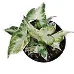 Syngonium podophyllum 'Starlite' - Arrowhead Plant