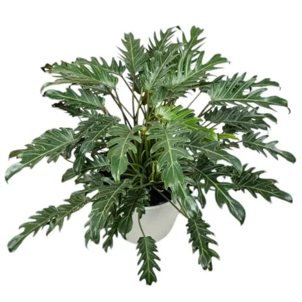 Philodendron Xanadu (Thaumatophyllum Xanadu) Green