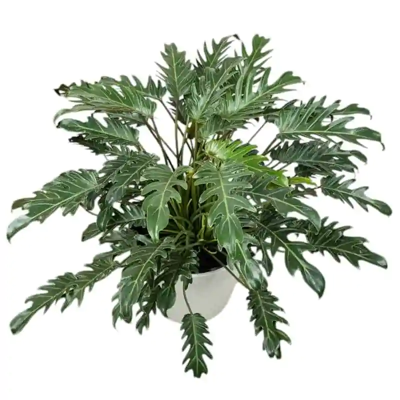 Philodendron Xanadu (Thaumatophyllum Xanadu) Green - PlantsHub