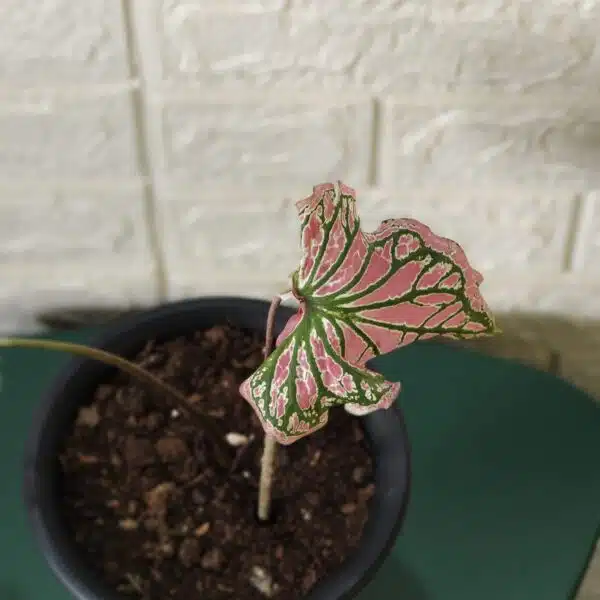 Caladium Thai Beauty - Image 7