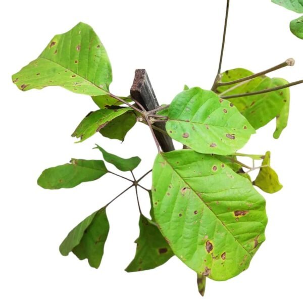 Tabebuia Avellanedae (Pink ipe/Pink lapacho/Pink trumpet tree) - Image 3