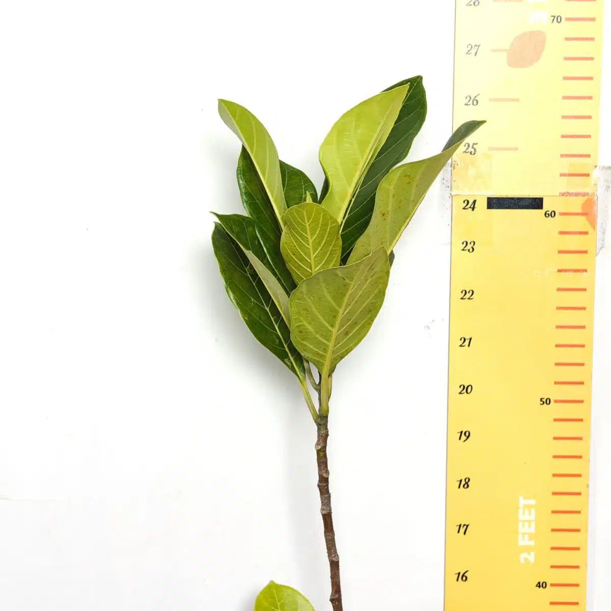 Yellow jackfruit- Grafted Plants - PlantsHub