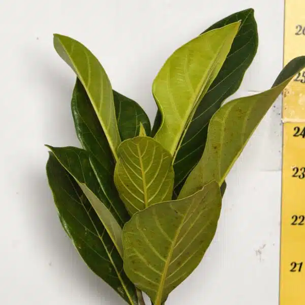 Yellow jackfruit- Grafted Plants - Image 5