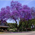 Jacaranda Mimosifolia (Fern tree/Brazilian rosewood)