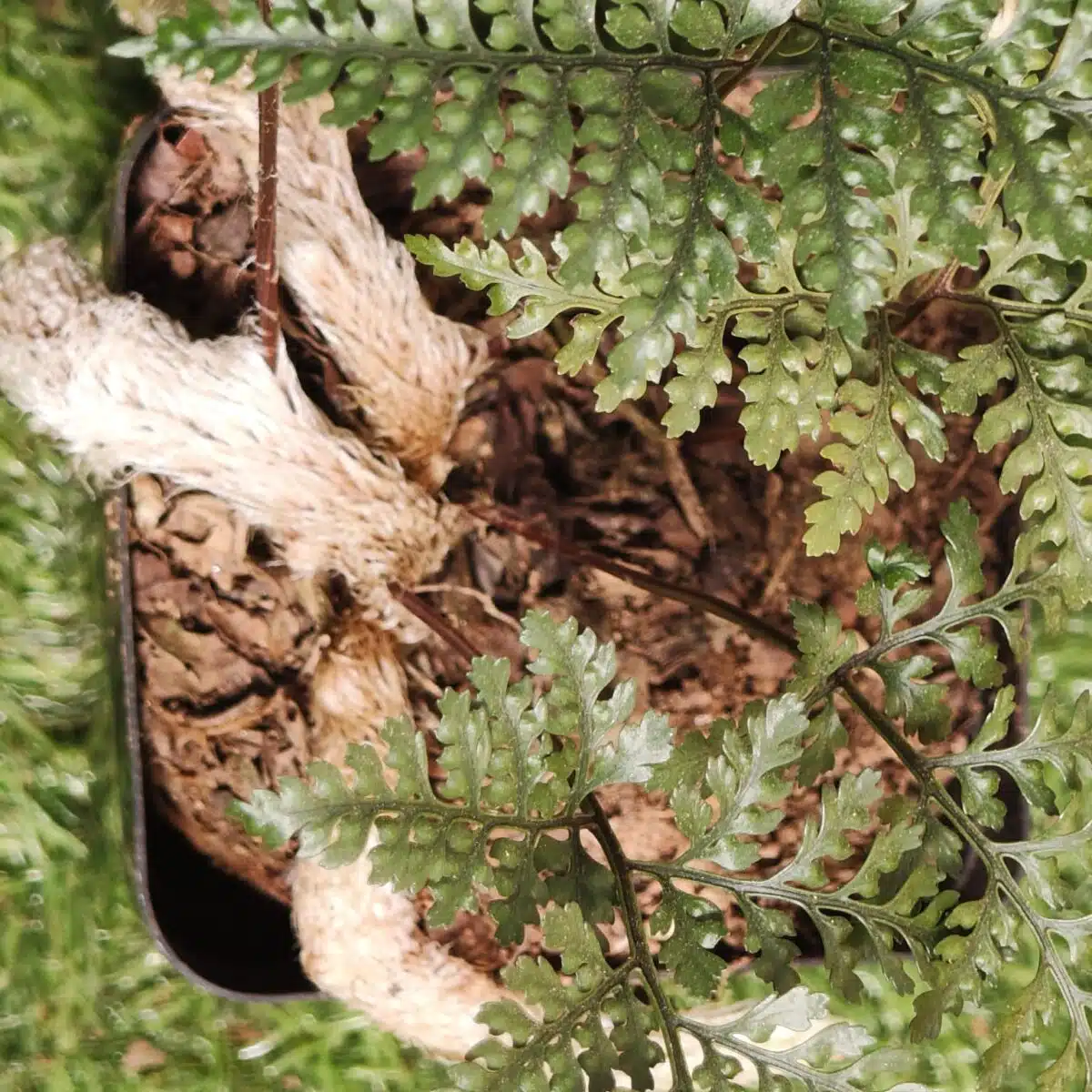 Rabbit's Foot Fern (Davallia fejeensis) - Image 21