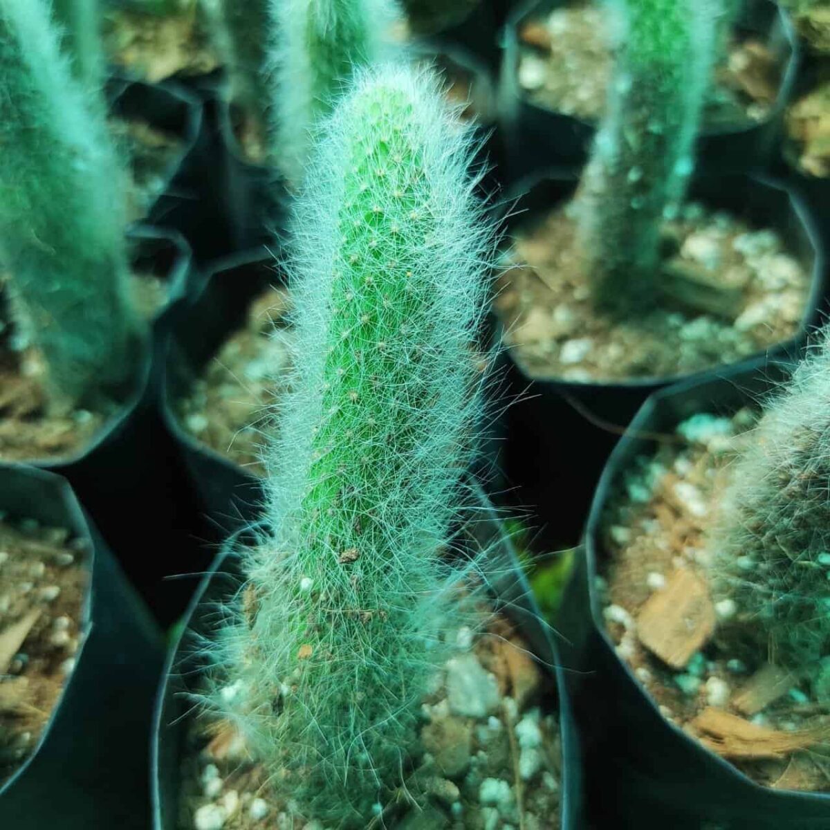 Cleistocactus Winteri (Hildewintera colademononis)-White Monkey Tail Cactus - Image 2