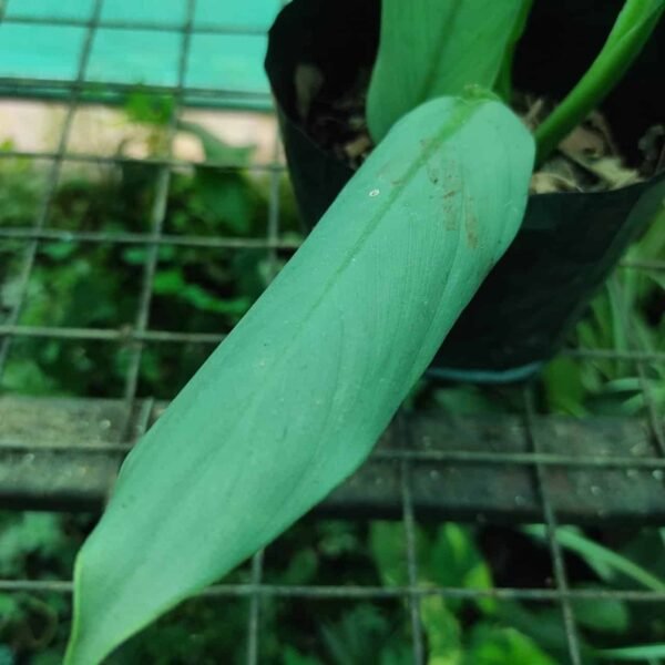 Silver Sword Philodendron hastatum (Silver queen) - Image 7