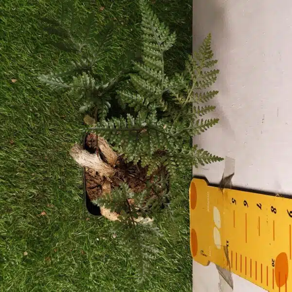 Rabbit's Foot Fern (Davallia fejeensis) - Image 18