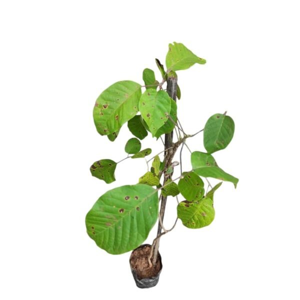 Tabebuia Avellanedae (Pink ipe/Pink lapacho/Pink trumpet tree) - Image 4