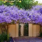 Petrea Volubilis (Purple wreath/Queen's wreath/Sandpaper vine)