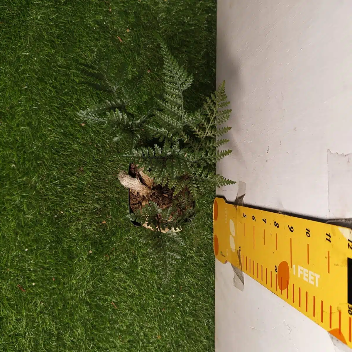 Rabbit's Foot Fern (Davallia fejeensis) - Image 17