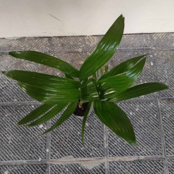 Hybrid Dwarf Betel Nut Supari Plant - Image 4