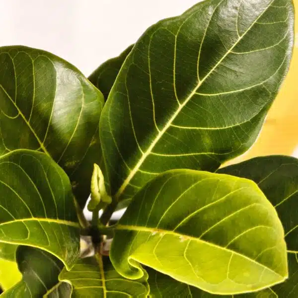 Yellow jackfruit- Grafted Plants - Image 12