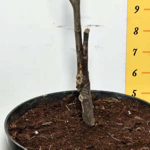 Yellow jackfruit- Grafted Plants - Image 14