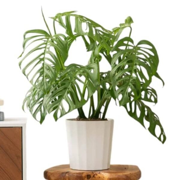 Monstera epipremnoides 'Esqueleto'