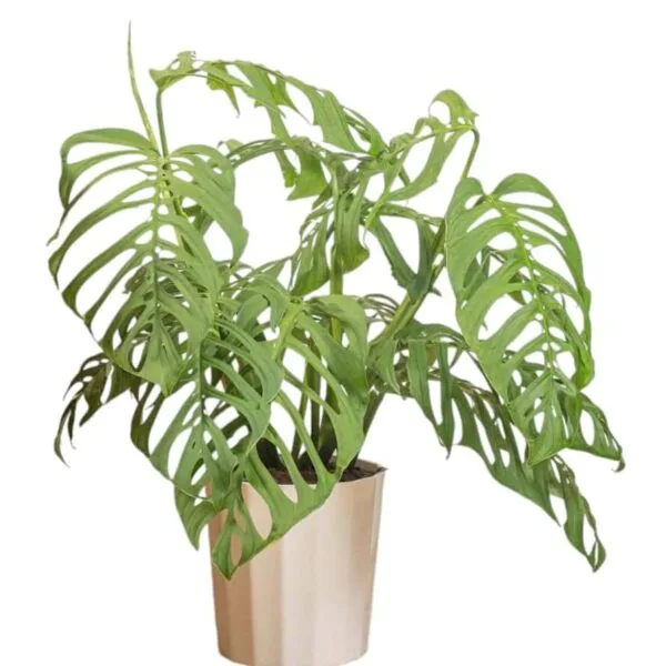 Monstera epipremnoides 'Esqueleto' - Image 2