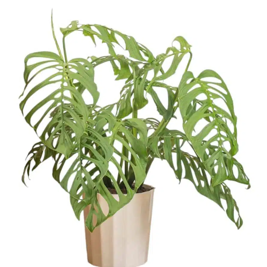 Monstera epipremnoides 'Esqueleto' - Image 2