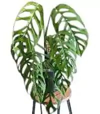 Monstera epipremnoides 'Esqueleto' - Image 3