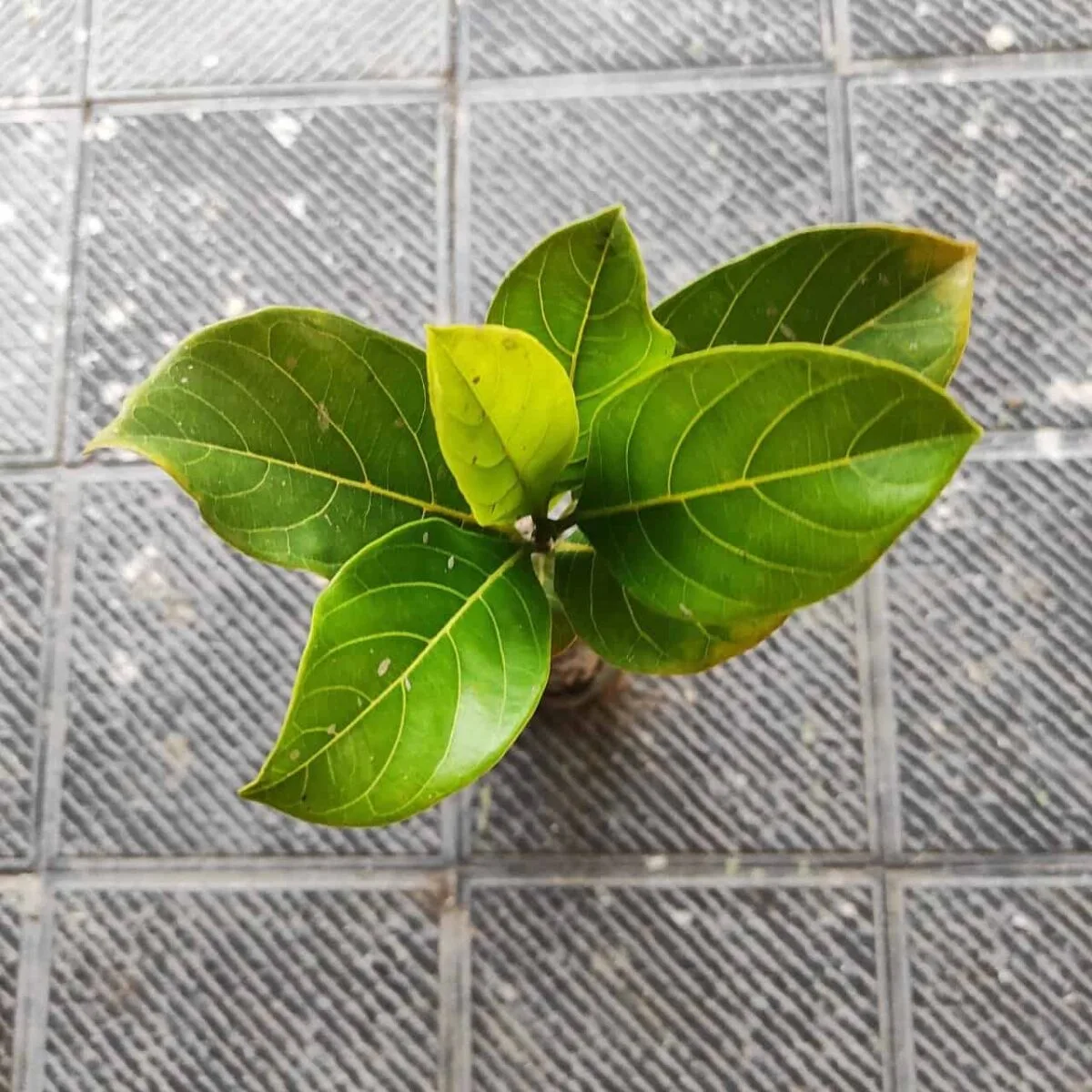 Thai pink jackfruit- Grafte Plants - Image 4