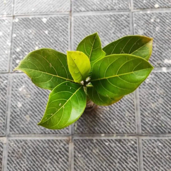 Thai pink jackfruit- Grafte Plants - Image 4