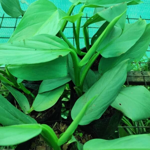 Silver Sword Philodendron hastatum (Silver queen) - Image 5