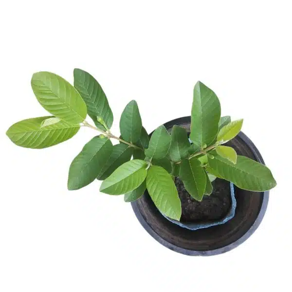 Taiwan Pink Guava - Image 3