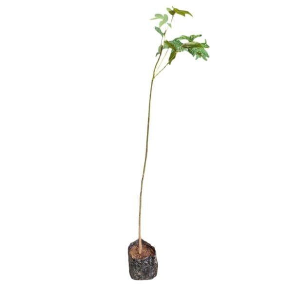 Tabebuia Rosea (Pink poui/Rosy trumpet) tree Pink - Image 2