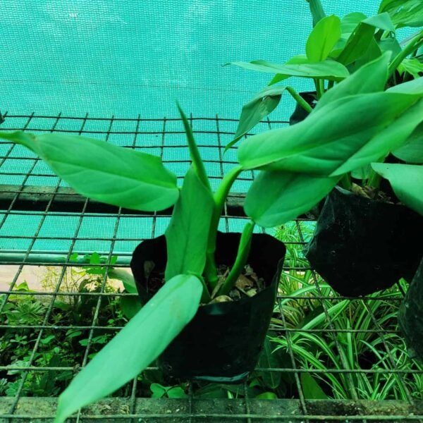 Silver Sword Philodendron hastatum (Silver queen) - Image 4