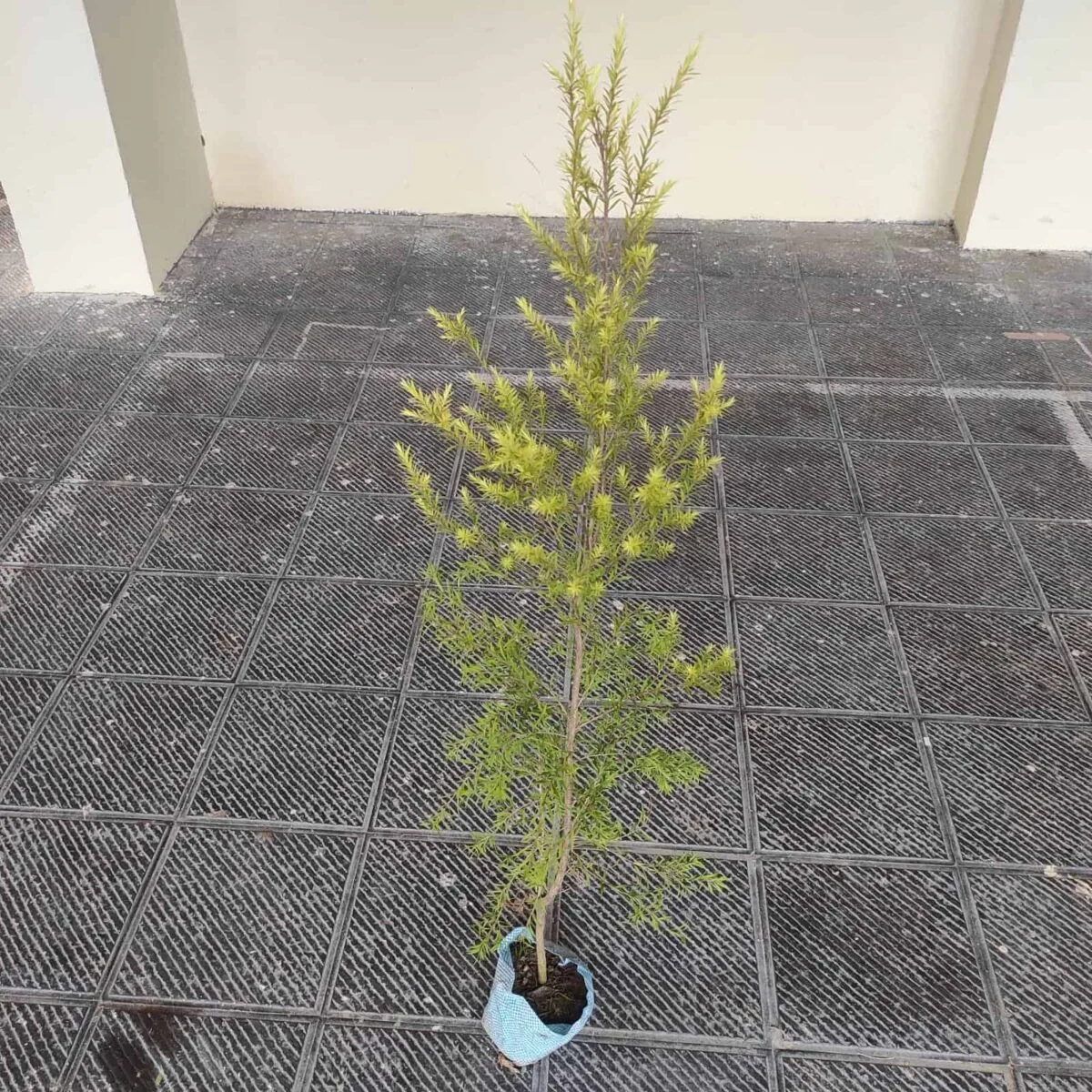 Golden bottle brush (Melaleuca bracteata)-MOSQUITO REPELLENT PLANT - Image 5