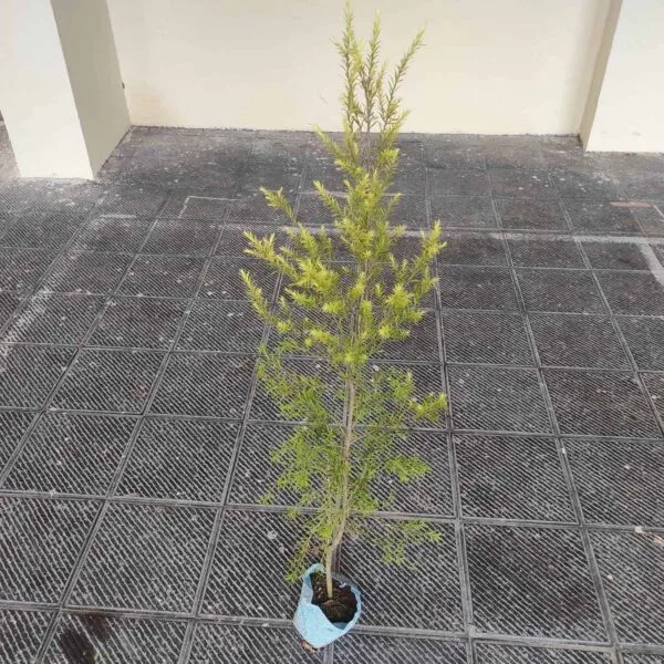 Golden bottle brush (Melaleuca bracteata)-MOSQUITO REPELLENT PLANT - Image 5