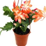 Schlumbergera truncata (Thanksgiving Cactus) Orange plant