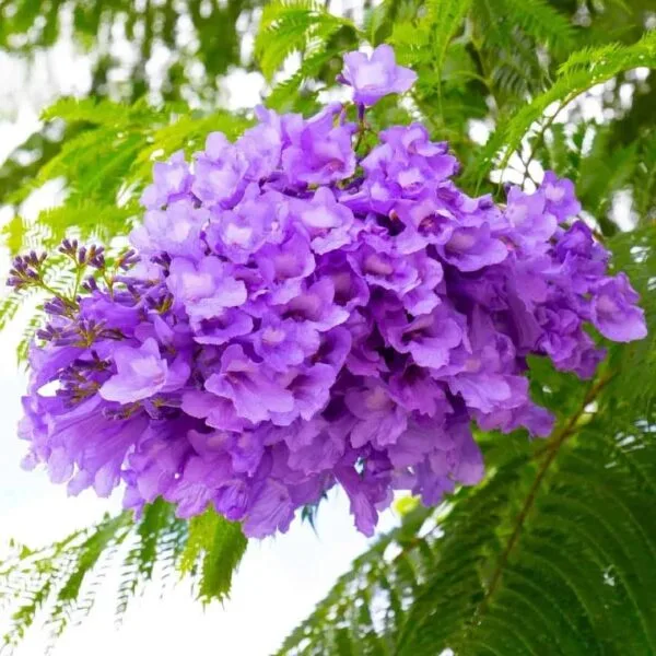 Jacaranda Mimosifolia (Fern tree/Brazilian rosewood) - Image 2