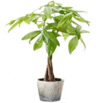 Money Tree (Pachira aquatica/Guiana Chestnut)