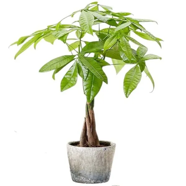 Money Tree (Pachira aquatica/Guiana Chestnut)
