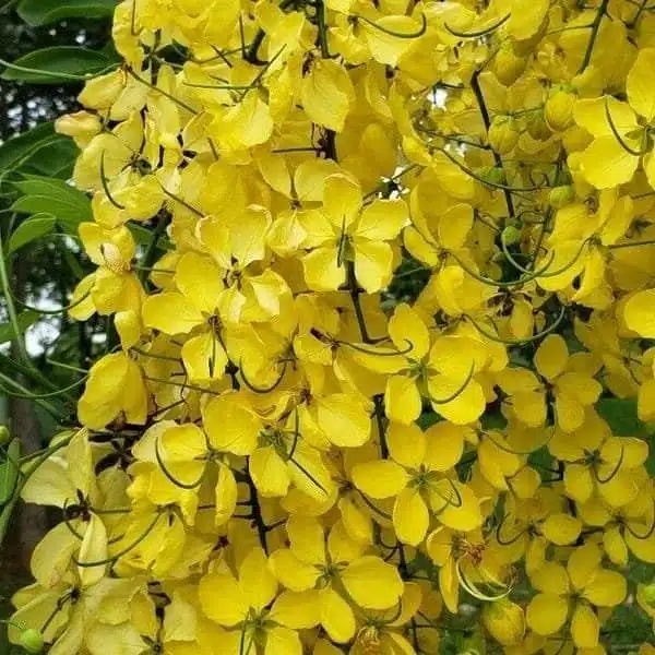 Cassia fistula (Golden shower/Indian laburnum/Purging cassia) Live Plant - Image 6