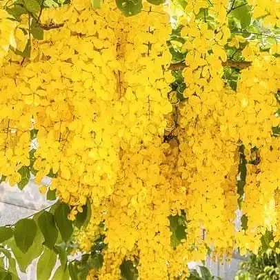 Cassia fistula (Golden shower/Indian laburnum/Purging cassia) Live Plant - Image 8
