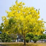 Cassia fistula (Golden shower/Indian laburnum/Purging cassia) Live Plant