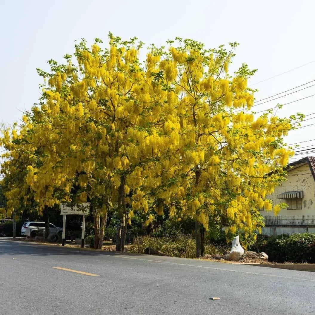 Cassia fistula (Golden shower/Indian laburnum/Purging cassia) Live Plant - Image 9