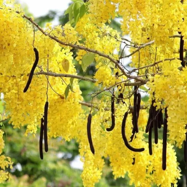 Cassia fistula (Golden shower/Indian laburnum/Purging cassia) Live Plant - Image 7