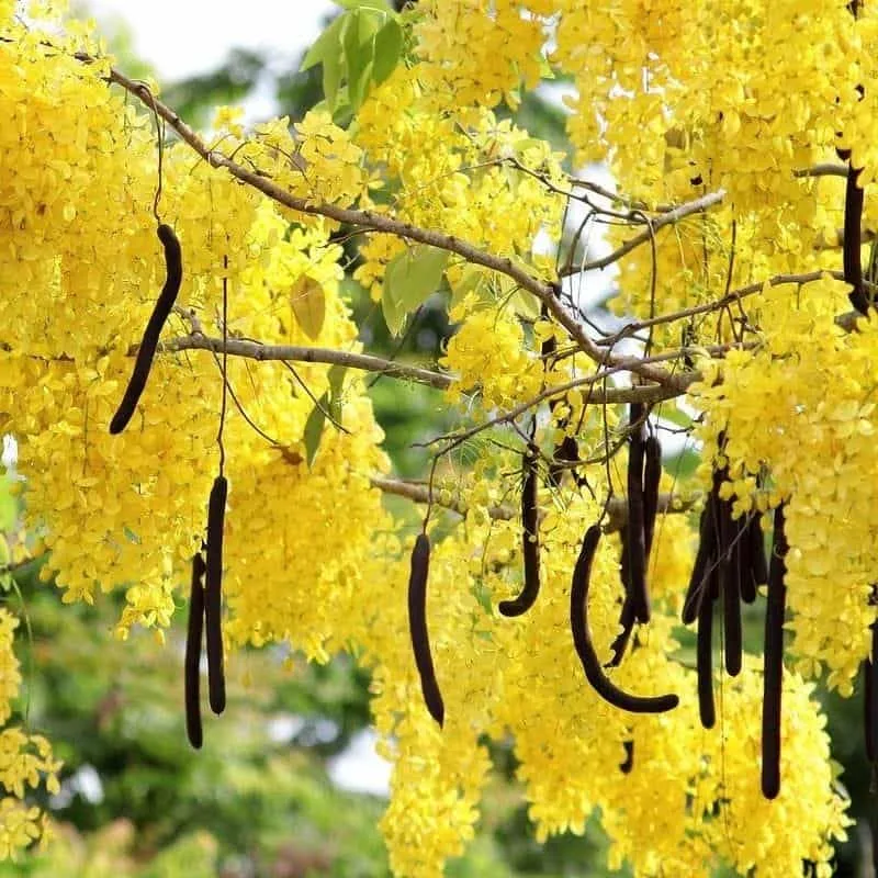 Cassia fistula (Golden shower/Indian laburnum/Purging cassia) Live Plant - Image 7
