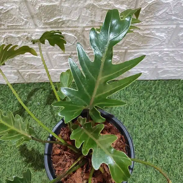 Philodendron Xanadu (Thaumatophyllum Xanadu) Green - Image 4